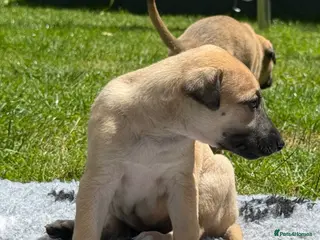 Greyhound dogs Hungarian Greyhound Pups - Advert 9