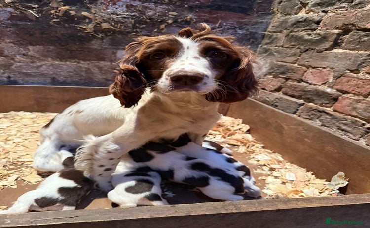English Springer Spaniel dogs - Advert 2