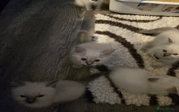 Ragdoll cats for sale: Beautiful GCCF Reg Pure Bred Ragdoll kittens - Image 18
