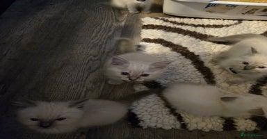 Ragdoll cats - Advert 1
