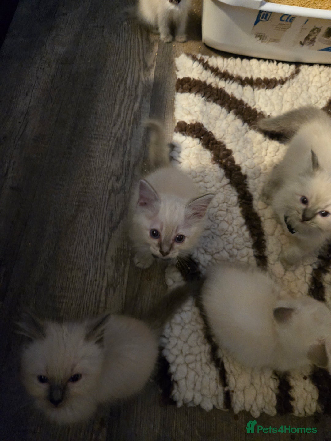 Ragdoll cats for sale: Beautiful GCCF Reg Pure Bred Ragdoll kittens - Image 18