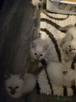 Ragdoll cats - Advert 4