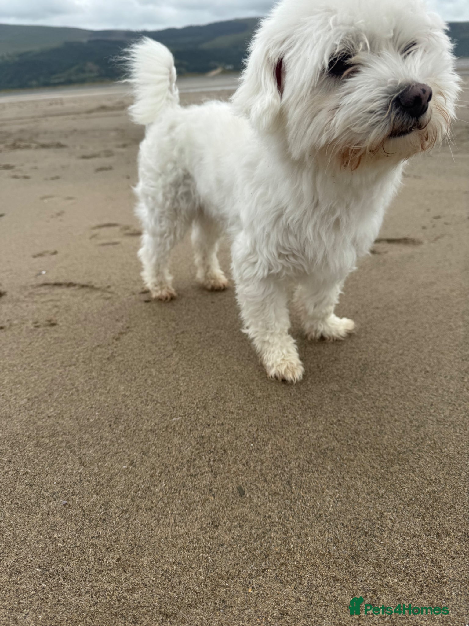 Bichon Frise dogs Bichon Maltez for sale!!!🐶💙 - Advert 5