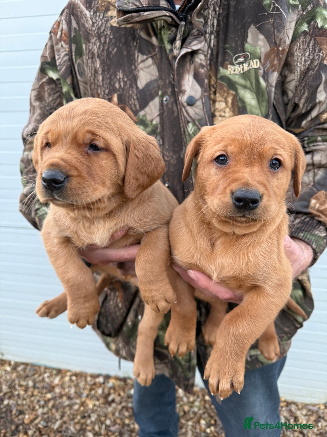 Goldador dogs for sale: Beautiful Chunky Dark Red Goldadors  - Advert 4