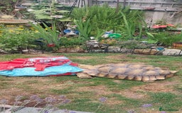 Tortoise reptiles for sale: Male sulcata tortoise 10 years old - Image 4