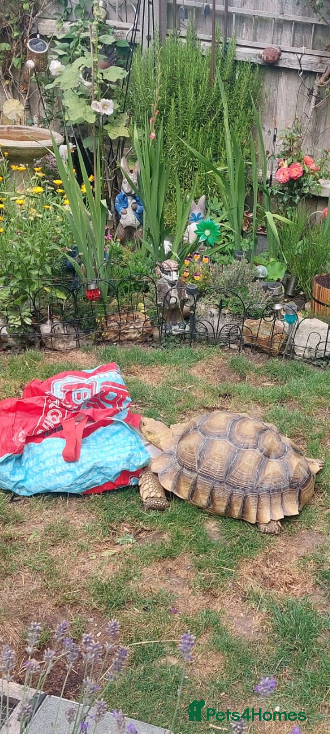Tortoise reptiles for sale: Male sulcata tortoise 10 years old - Image 4