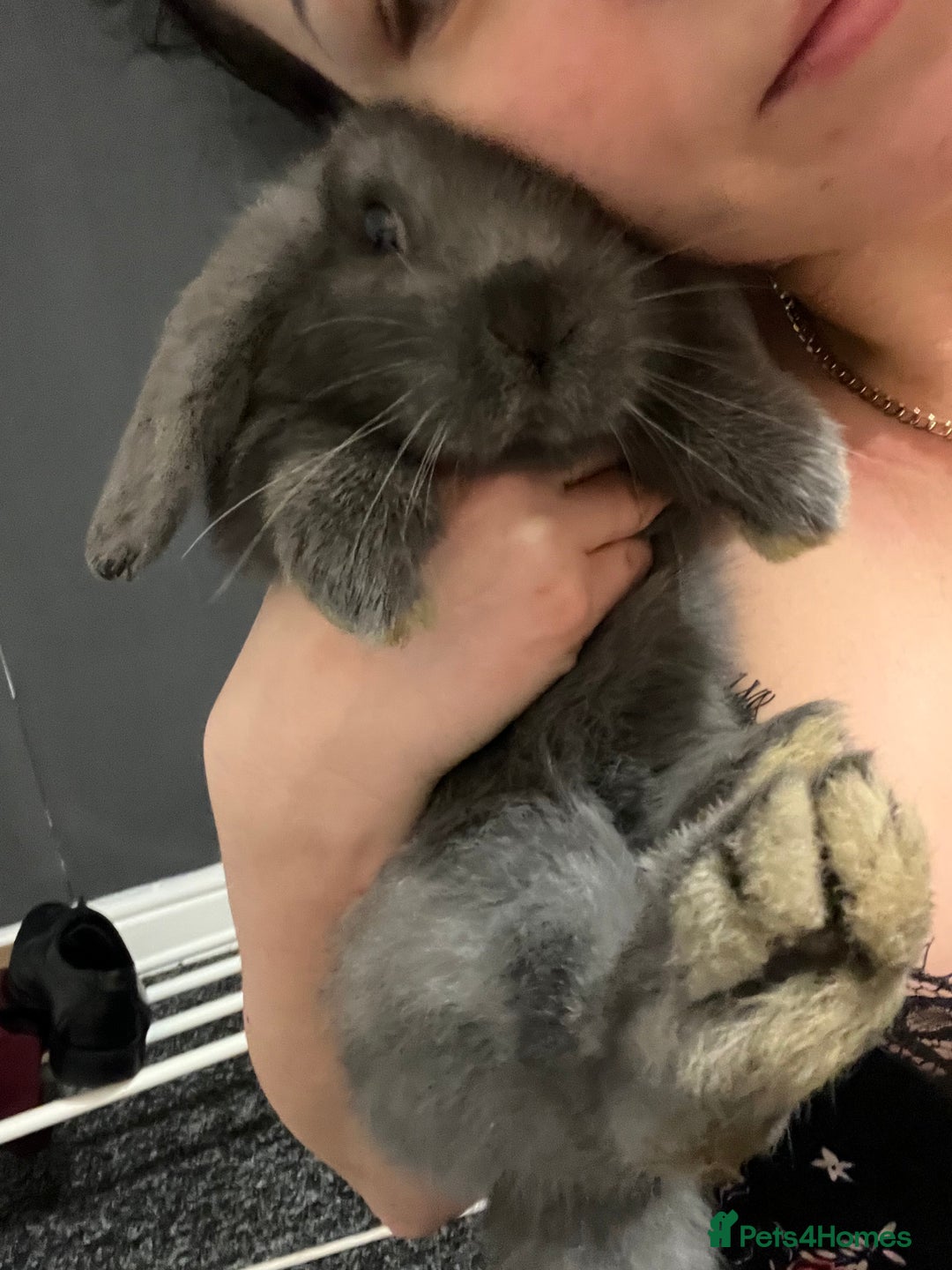 French Lop rabbits for sale: Little bunny’s  - Advert 17