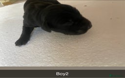 Mixed Breed dogs for sale: Border Collie Cocker puppies - Image 6