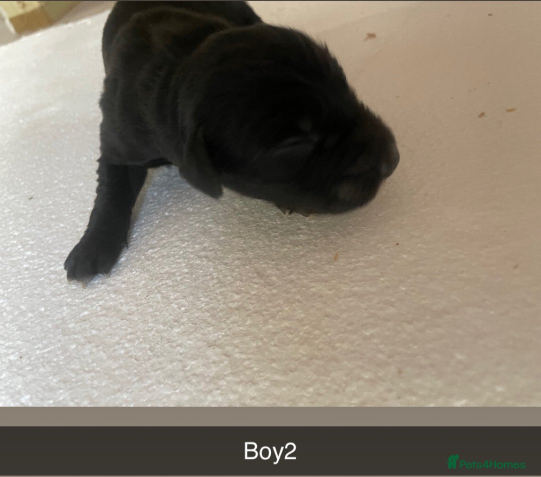 Mixed Breed dogs for sale: Border Collie Cocker puppies - Image 6