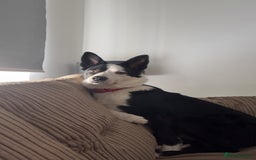 Border Collie dogs for sale: Billy 3 year old border collie - Image 4