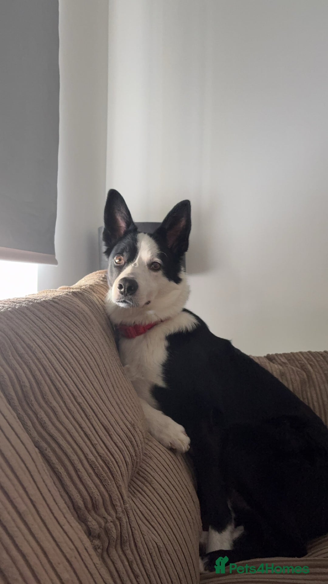Border Collie dogs for sale: Billy 3 year old border collie - Image 4