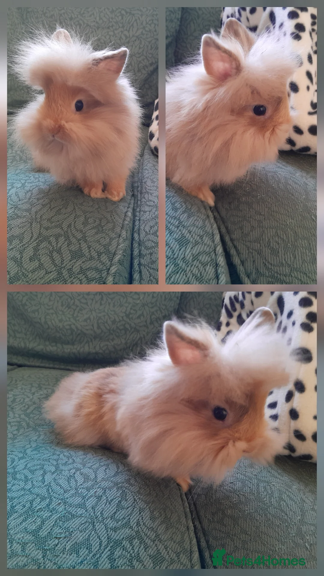 Lionhead rabbits for sale: Lionhead baby rabbits in Norwich - Advert 1