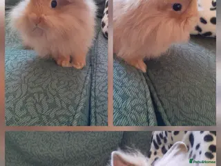 Lionhead rabbits Lionhead baby rabbits - Advert 3