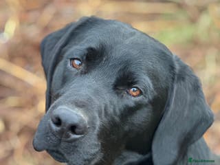 Labrador Retriever dogs Fully health tested Labrador at stud - Advert 1