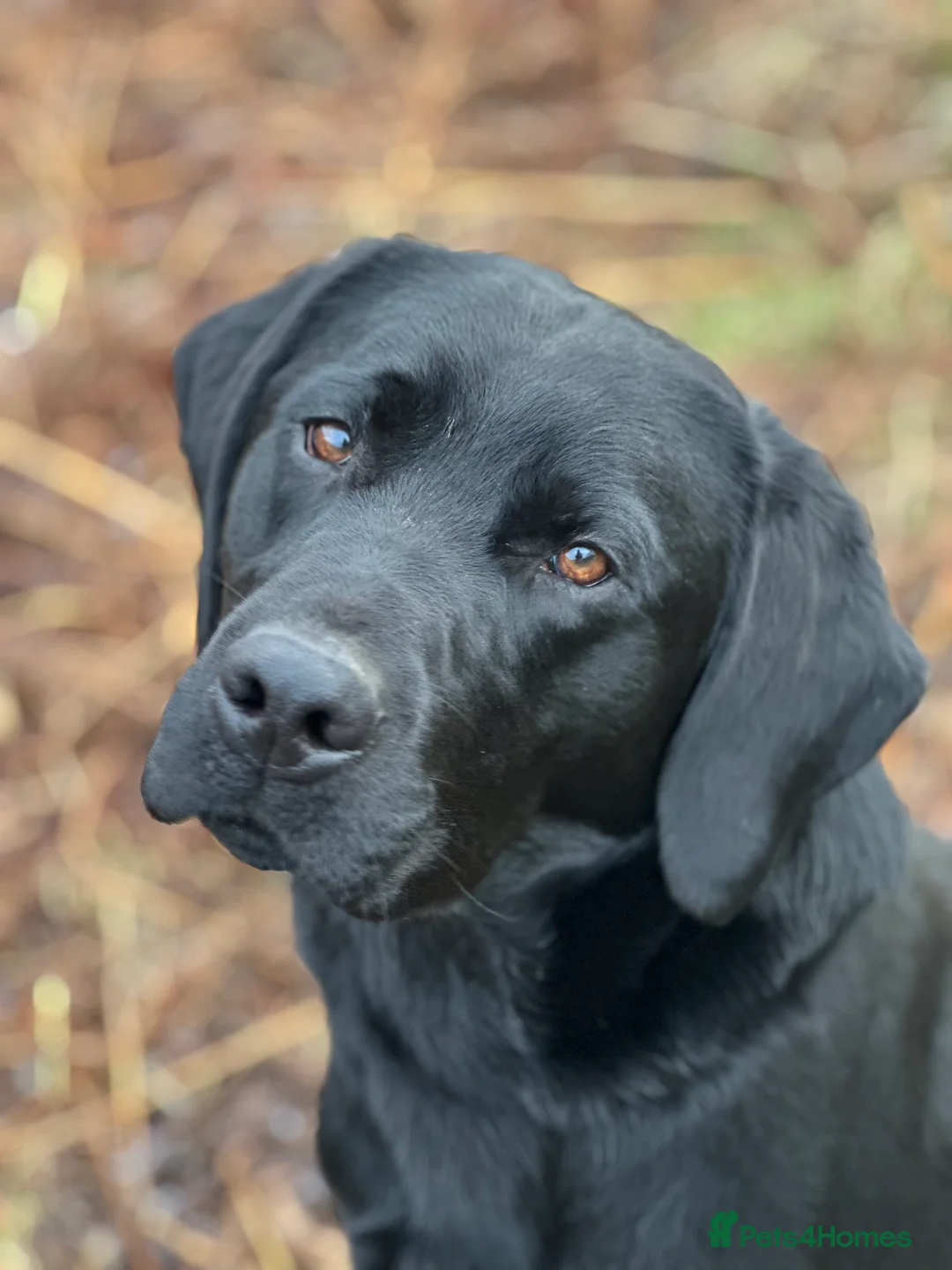 Labrador Retriever dogs for stud: Fully health tested Labrador at stud - Advert 1