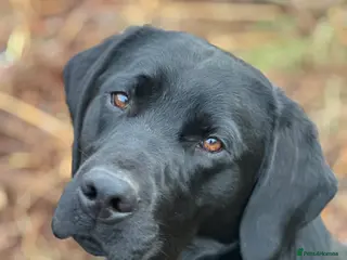 Labrador Retriever dogs Fully health tested Labrador at stud - Advert 5