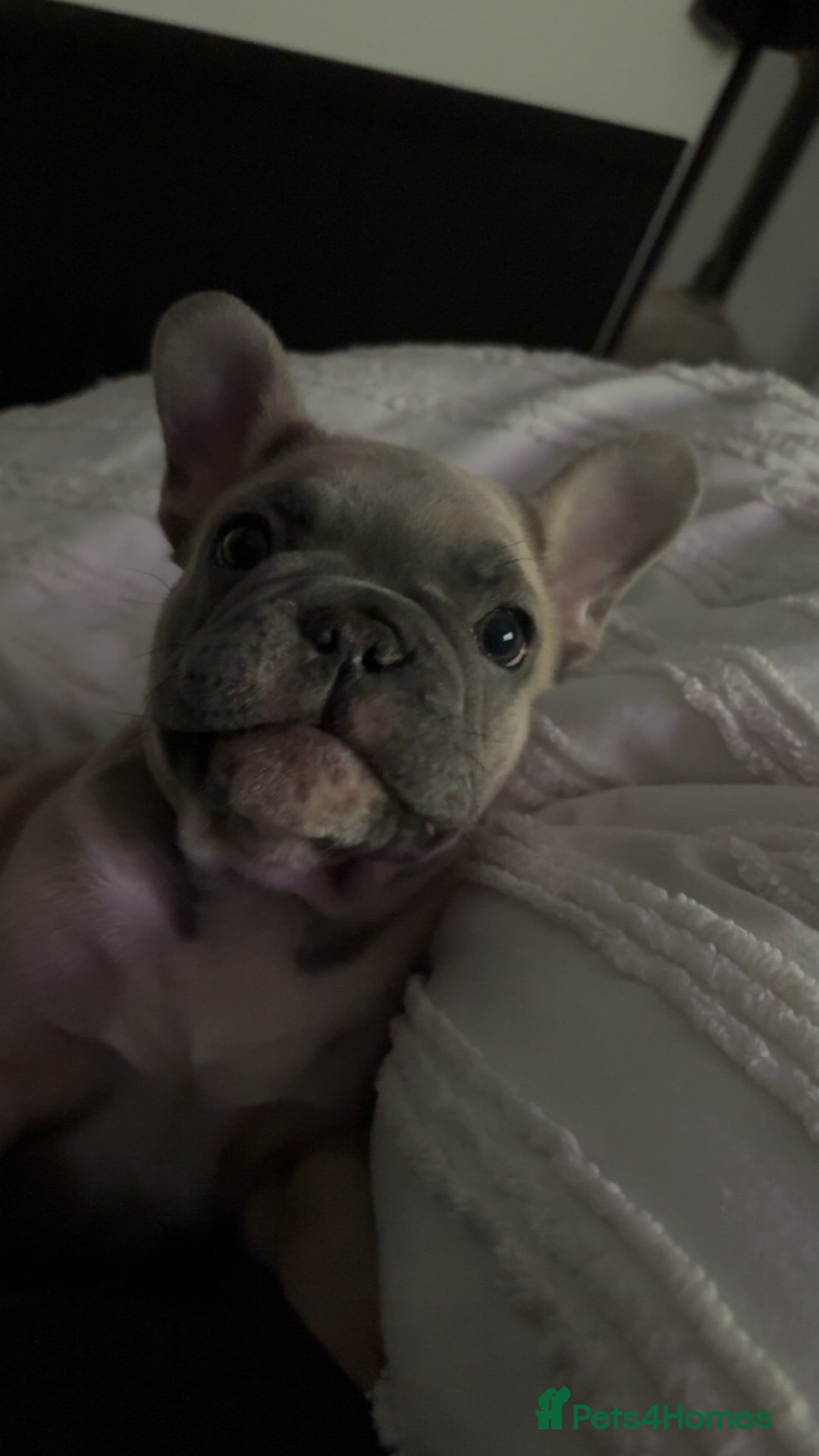 French Bulldog dogs for sale: French Bulldog Puppy  - Advert 3