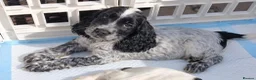 Cocker Spaniel dogs for sale: Beatiful Cocker spaniel puppies - Advert 7