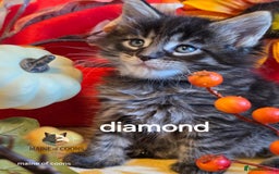 Maine Coon cats for sale: Maine coon kittens - Image 36