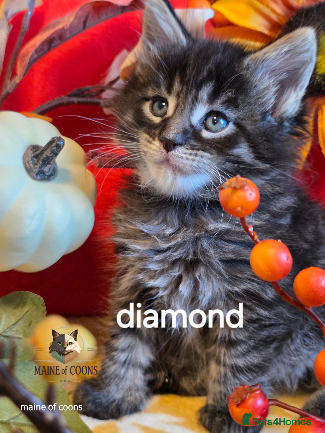 Maine Coon cats for sale: Maine coon kittens - Image 36