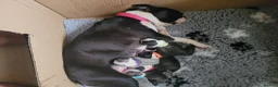 Boston Terrier dogs for sale: Beautiful Boston Babies looking for forever family - Advert 9