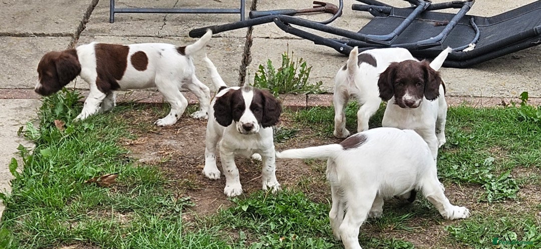 English Springer Spaniel dogs for sale: READY NOW kc springer spaniel  - Image 4