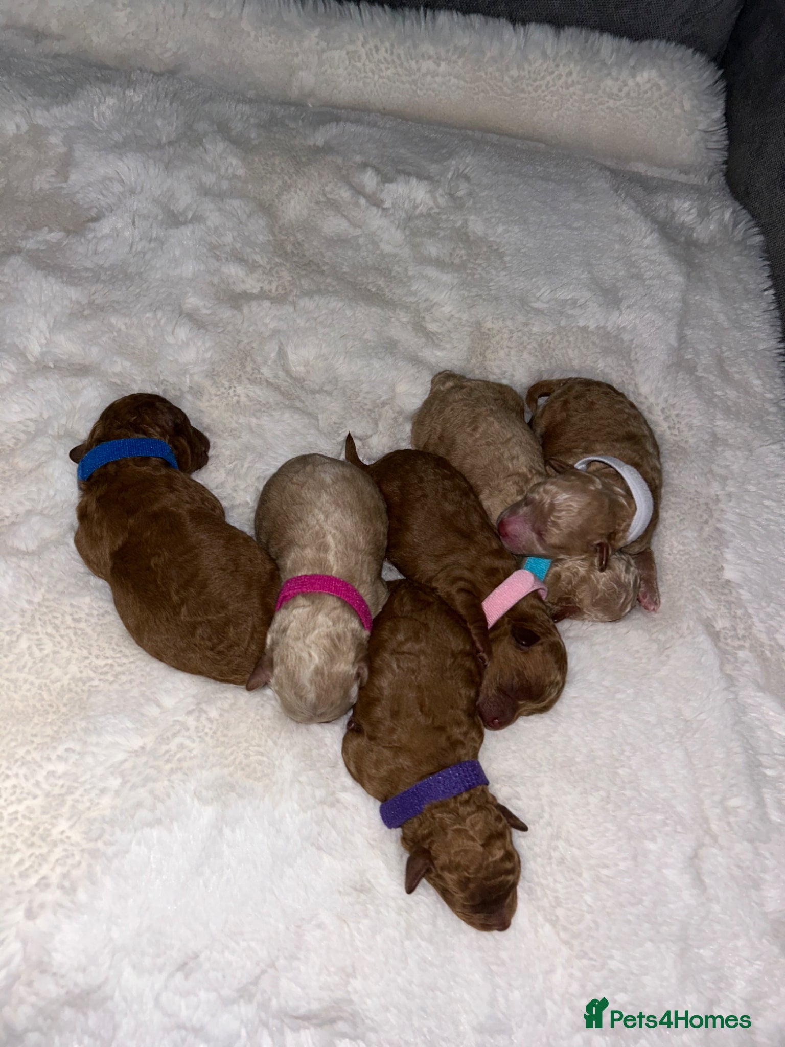 Poochon dogs Tiny asian poochon - Advert 7