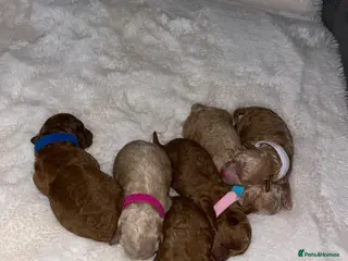 Poochon dogs Tiny asian poochon - Advert 7