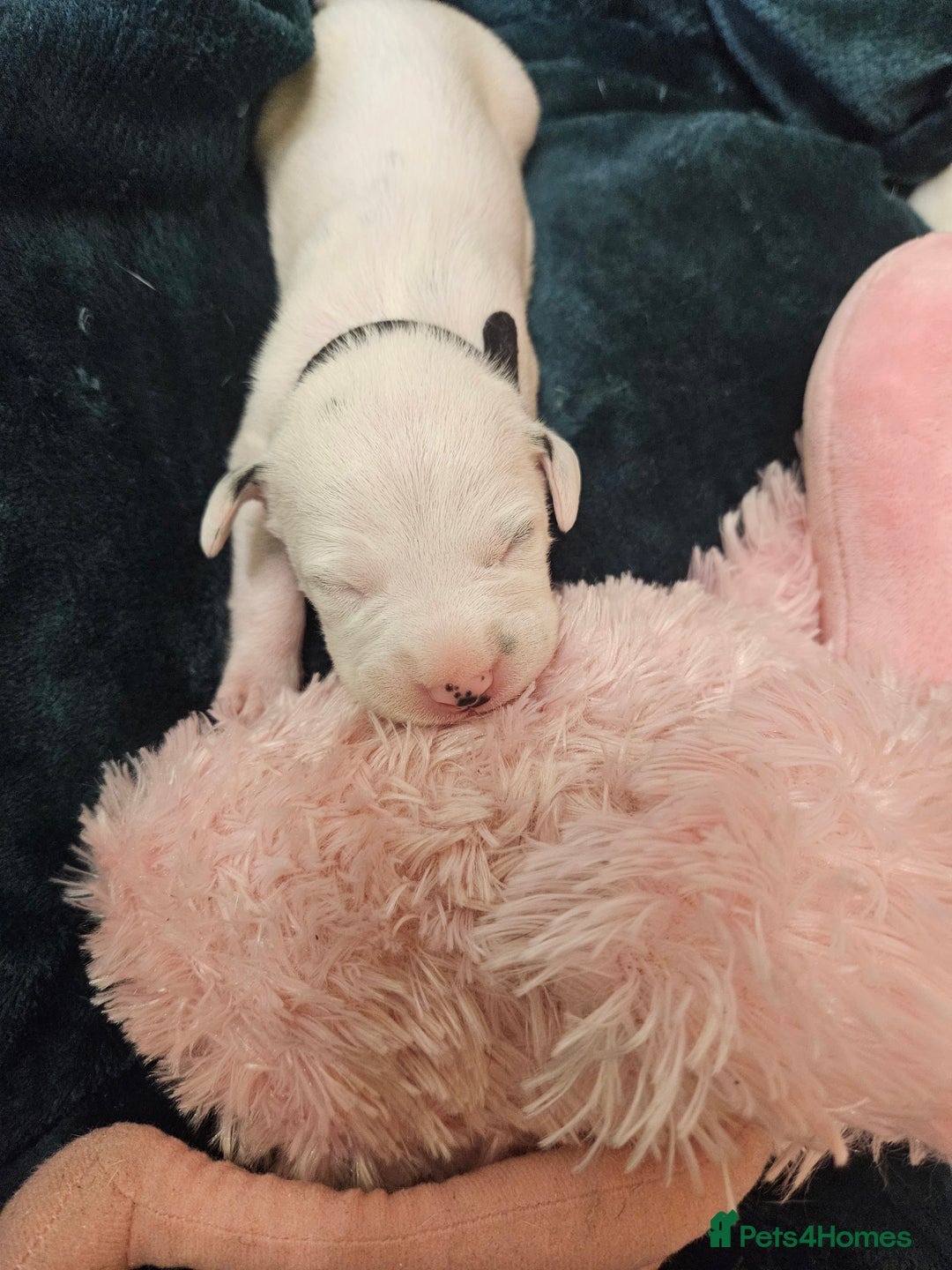 Dalmatian dogs for sale: 8 KC Dalmatian puppies  - Image 5