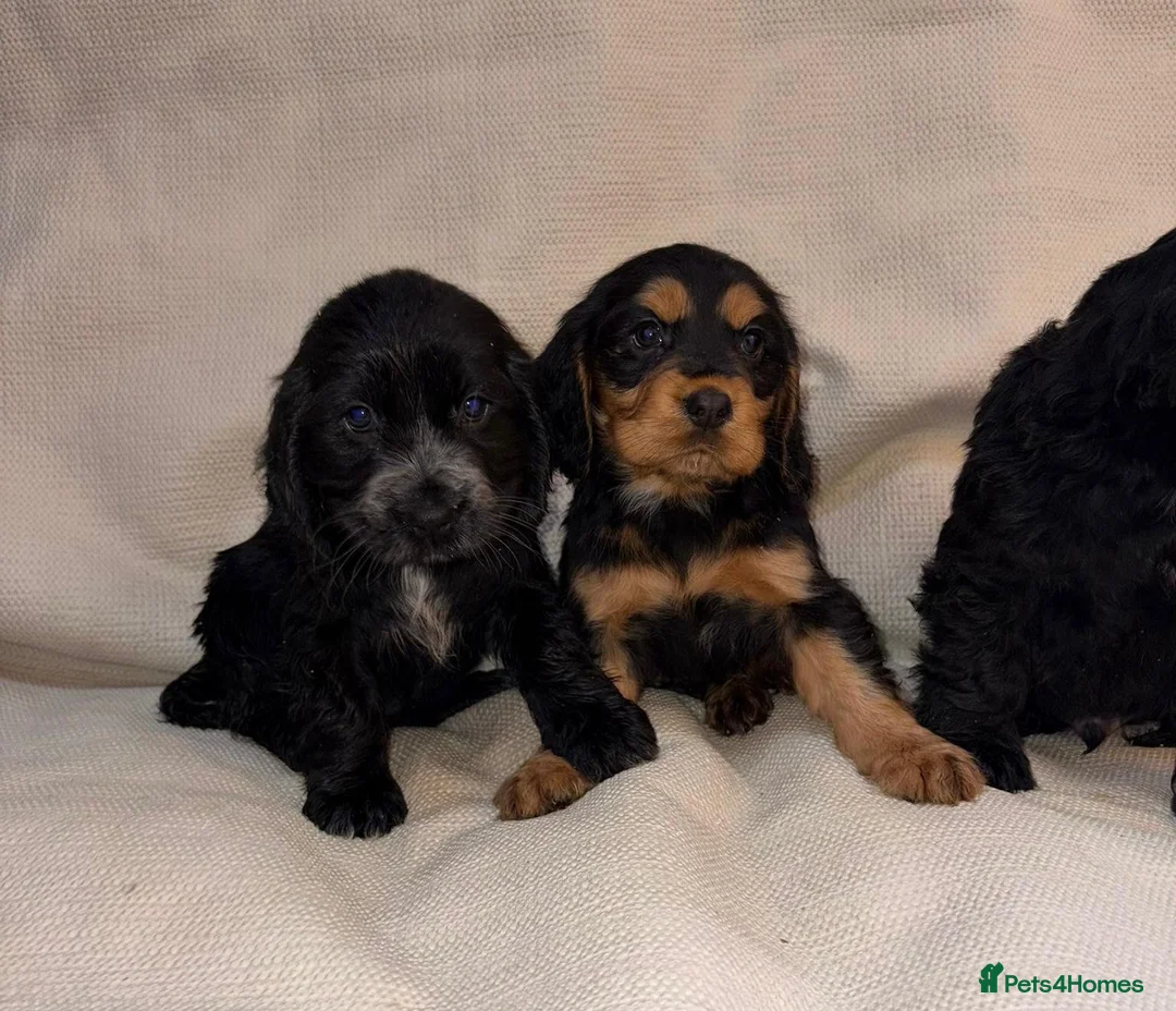 Cocker Spaniel dogs for sale: Cocker Spaniel Puppies - Advert 13