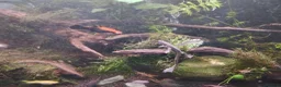 Other/Mixed Breed fish for sale: Entire established tank with everything  - Advert 5