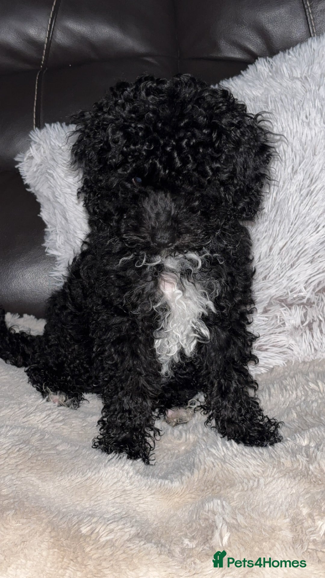 Cavapoo dogs for sale:  Cavapoo puppies  - Advert 15