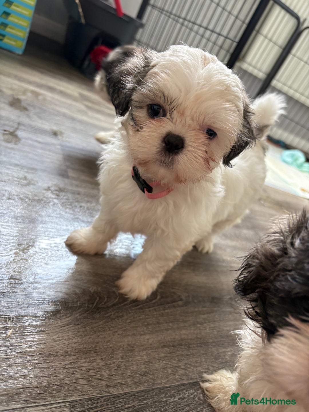 Shih Tzu dogs for sale: 4 Shih tzu girls  - Image 20