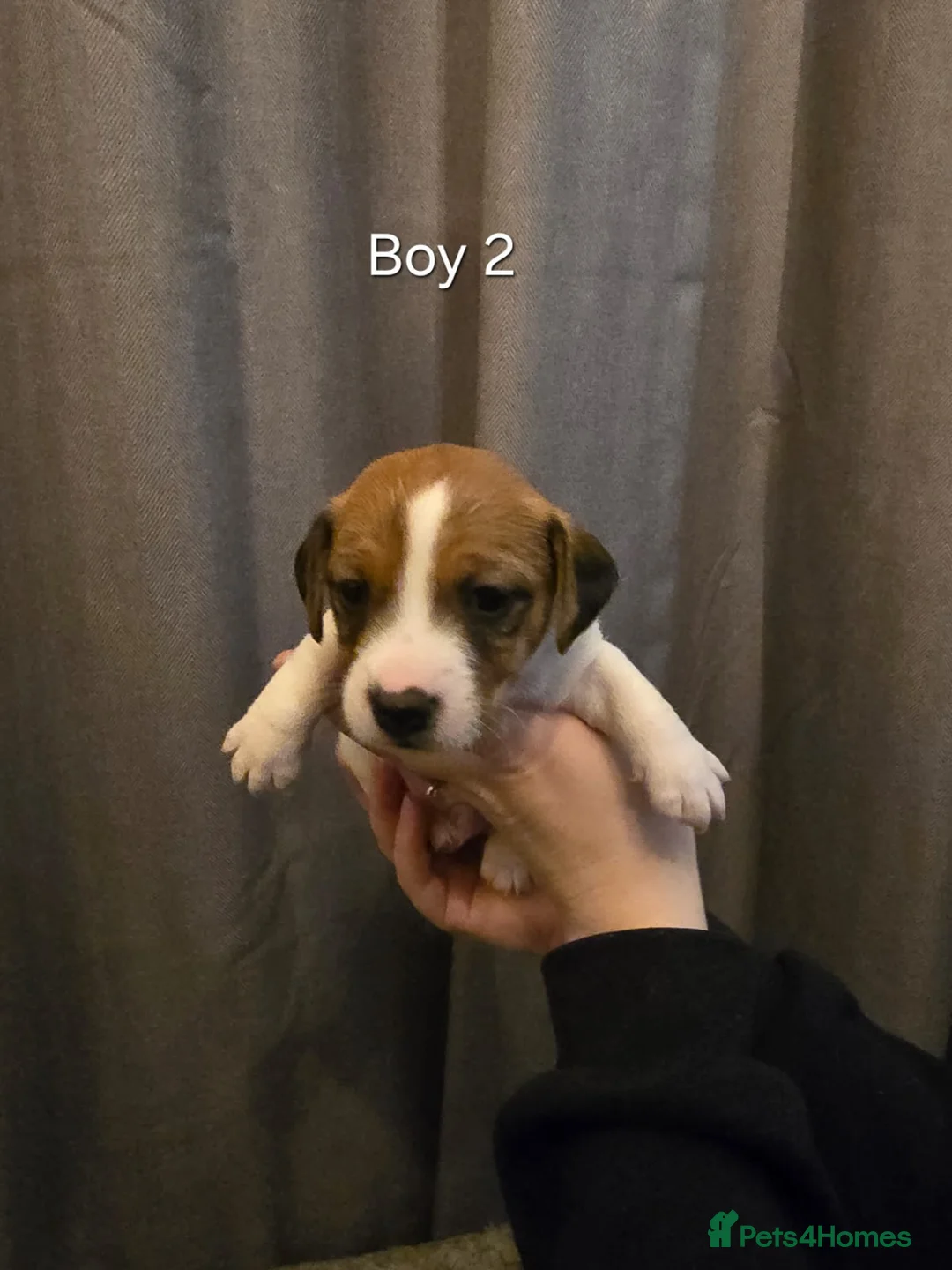 Jack Russell dogs for sale: Smooth Coated Jack Russell Puppies - Advert 7