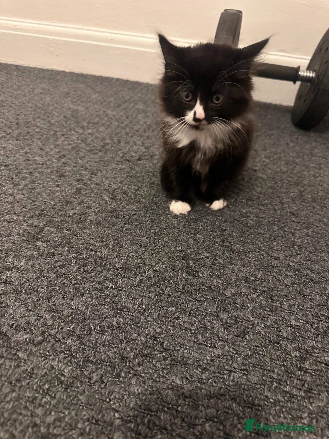 Mixed Breed cats for sale: Lovely boy  - Advert 8