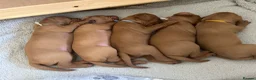 Hungarian Vizsla dogs for sale: Chunky KC Registered Hungarian Vizsla Puppies in Littleborough - Advert 9
