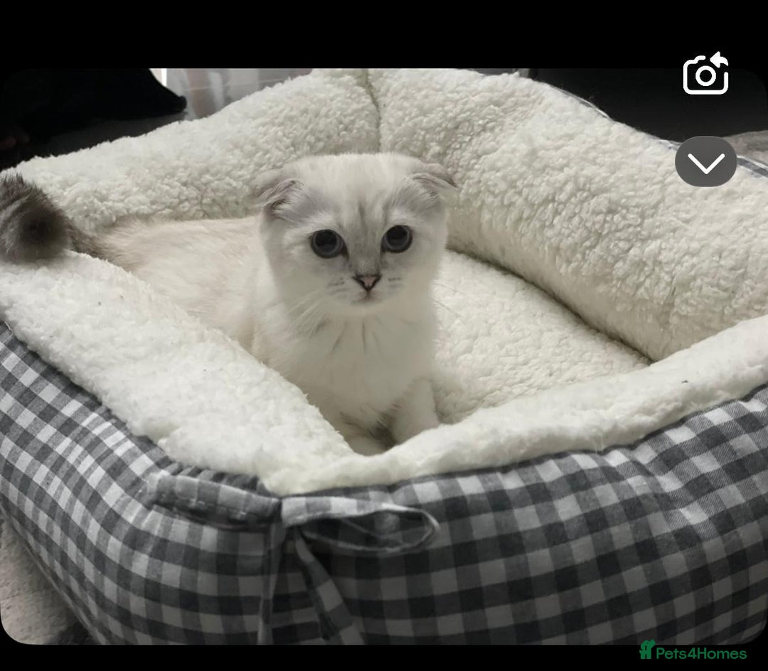 Scottish Fold cats for sale: Stunning Silver point scottish fold female cat - Image 1