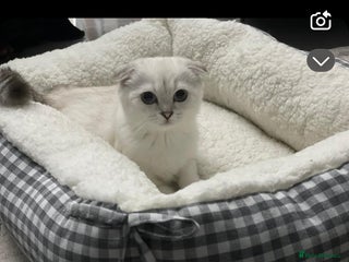 Scottish Fold cats - Advert 2