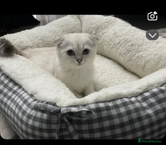 Scottish Fold cats - Advert 11