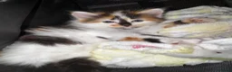 Mixed Breed cats for sale: Fluffy Female Calico Kitten - Advert 3