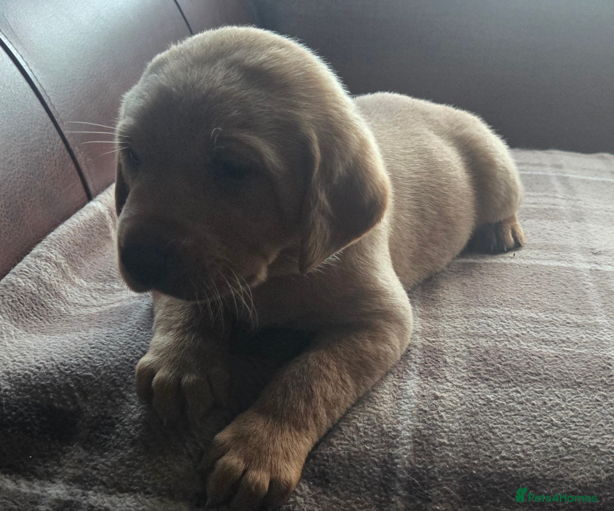Labrador Retriever dogs Fox red labrador puppies KC Registered - Advert 2