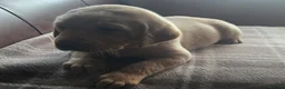 Labrador Retriever dogs for sale: Fox red labrador puppies KC Registered - Advert 7