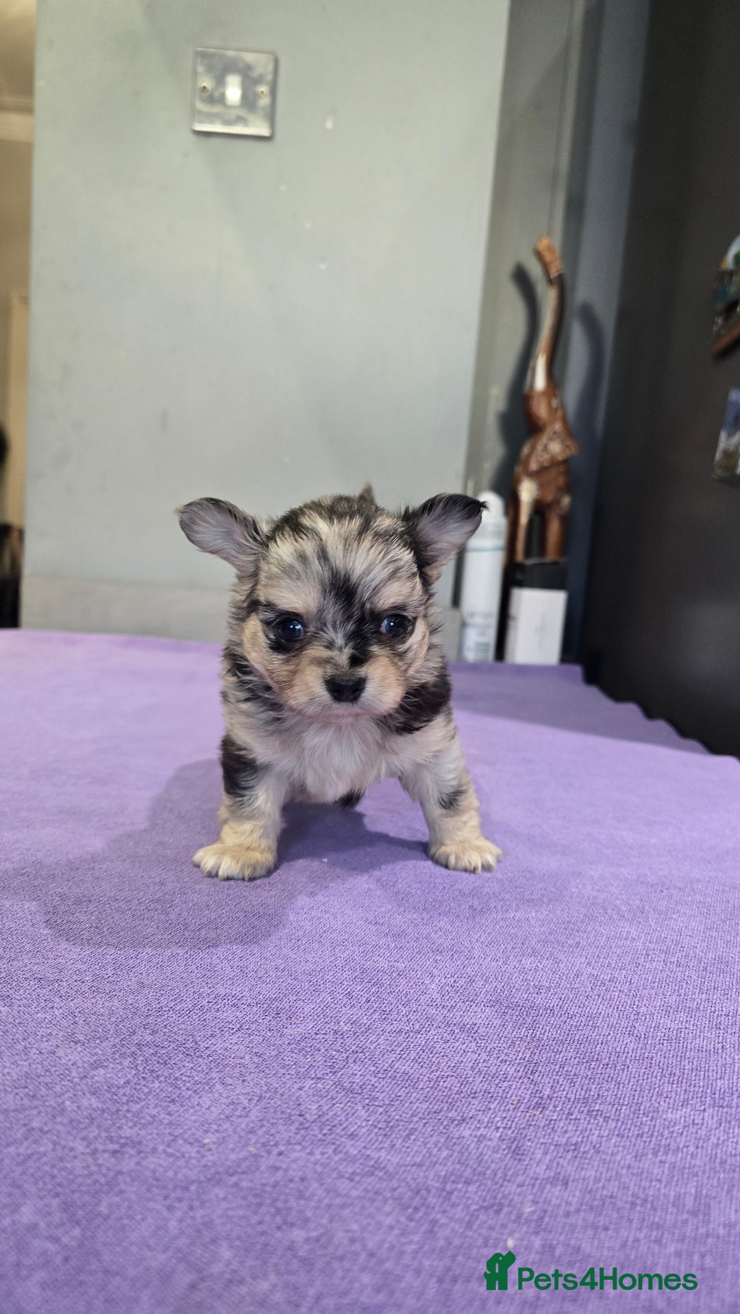 Chihuahua dogs for sale: Chihuahua puppies Russian ancestry with perfect bo - Advert 24