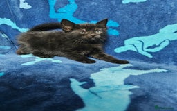 Mixed Breed cats for sale: 2 male kittens ready now - Image 2