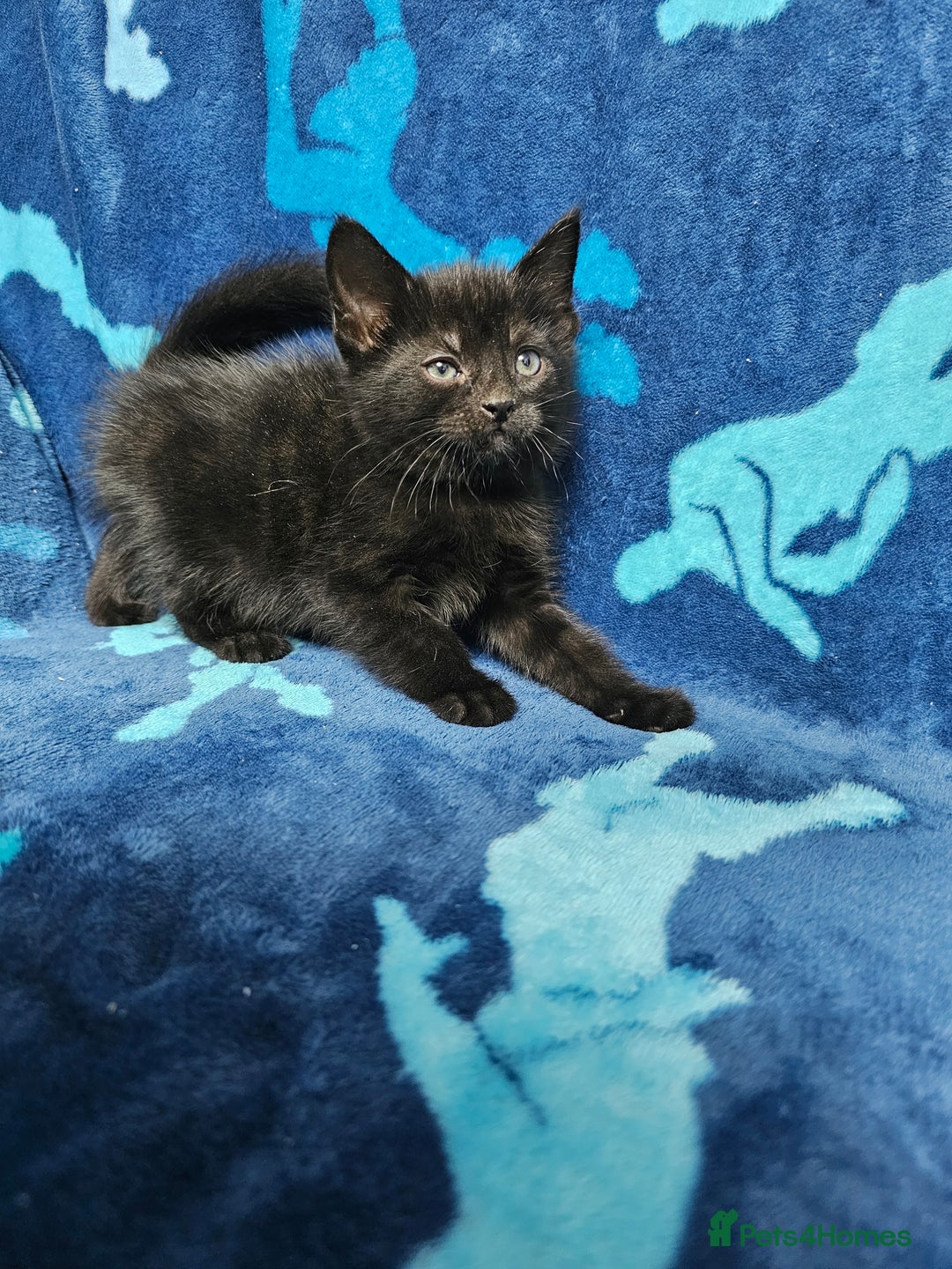 Mixed Breed cats for sale: 2 male kittens ready now - Image 2