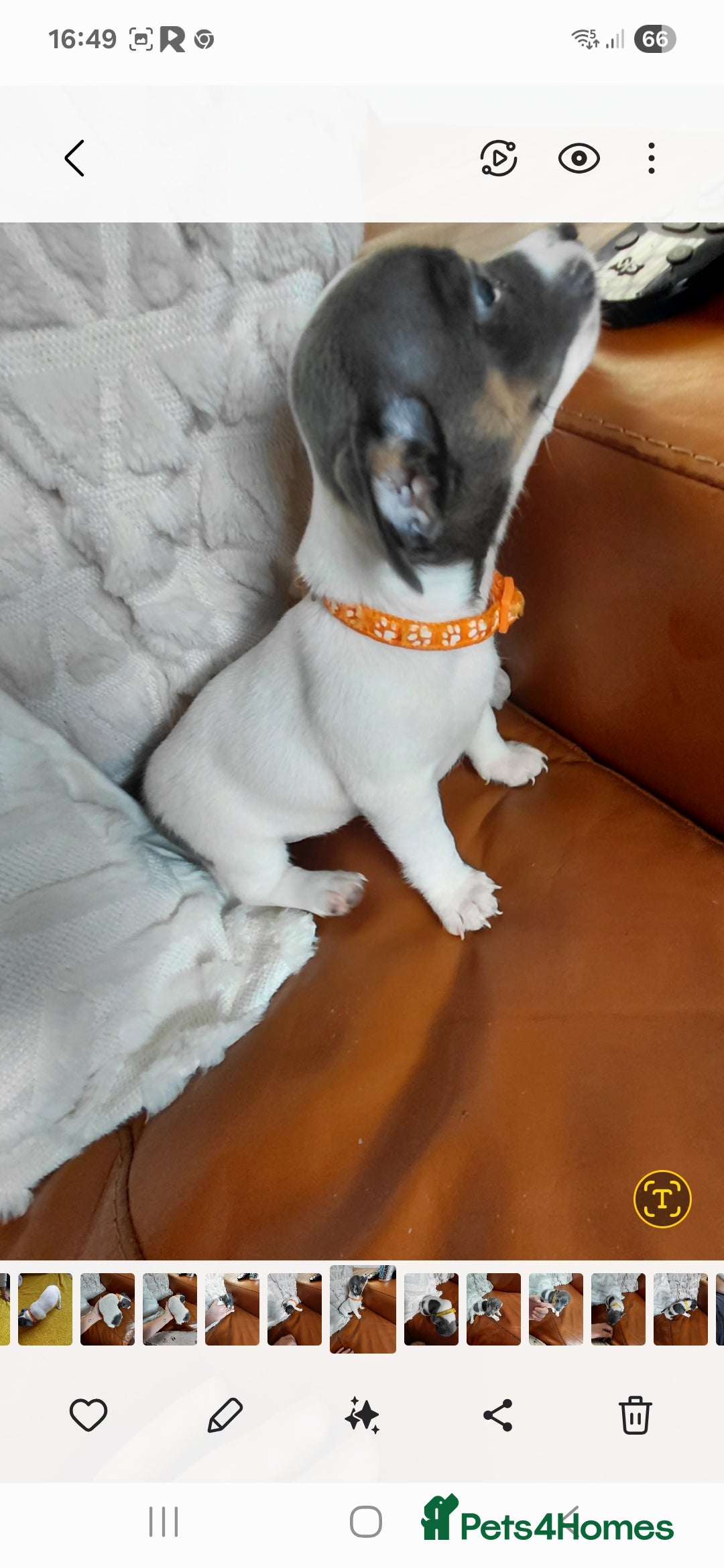 Jack Russell dogs for sale: Miniature Wenlock jack russell terriers - Image 5