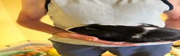 Guinea Pig rodents for sale: 4 Male Guinea Pigs in Hertford - Advert 9