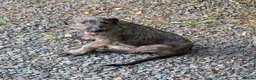 Irish Wolfhound dogs for sale: Irish Wolfhound puppies  - Advert 12