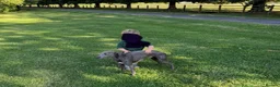 Mixed Breed dogs for sale: 🐾 Whippet × Lurcher Puppies 🐾 - Advert 16
