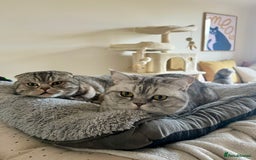 Scottish Fold cats for sale: Loving home wanted for 2 Scottish Fold boys - Image 9